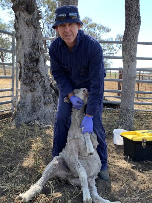 North west local land services district veterinarian Shaun Slattery said managing flystrike and Barber's Pole Worm has been challenging for sheep producers through the wet. 