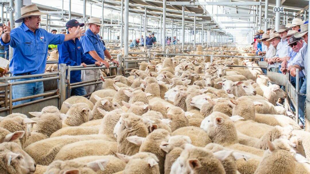 Increased export demand is aiding the seasonal strong supply, with export markets continuing to soak up the extra lamb and mutton in August.