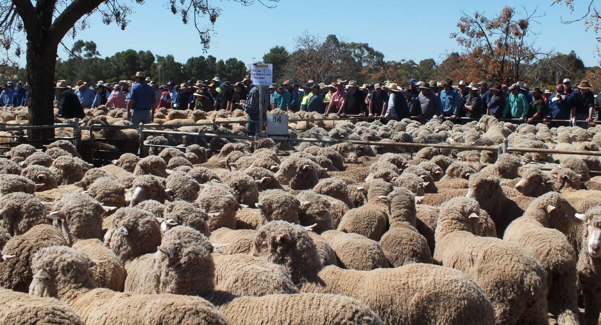 BIG NUMBERS: At West Wyalong Sheep Breeders Sale last week the recorded yarding was 14,000, up from the normal five to 10 thousand from previous years. 