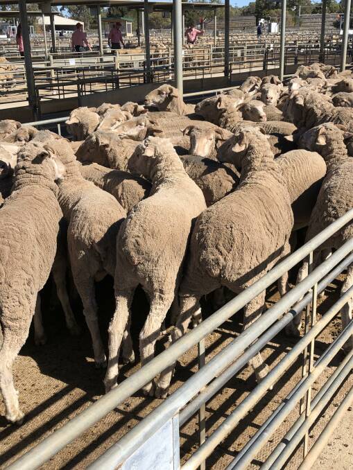 At Bendigo saleyards this week 249 two-year-old bare shorn wethers sold for $210 on behalf of Landmark St Arnaud clients Chris and Jacqui Arbuckle, 'Hillside', St Arnaud, Vic. 