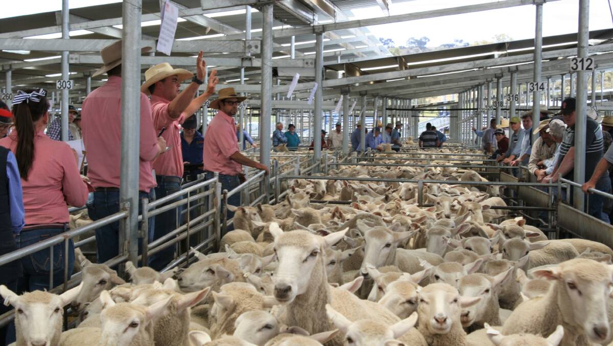 First-cross ewes have broken records in SA and have fetched top dollar in NSW. 