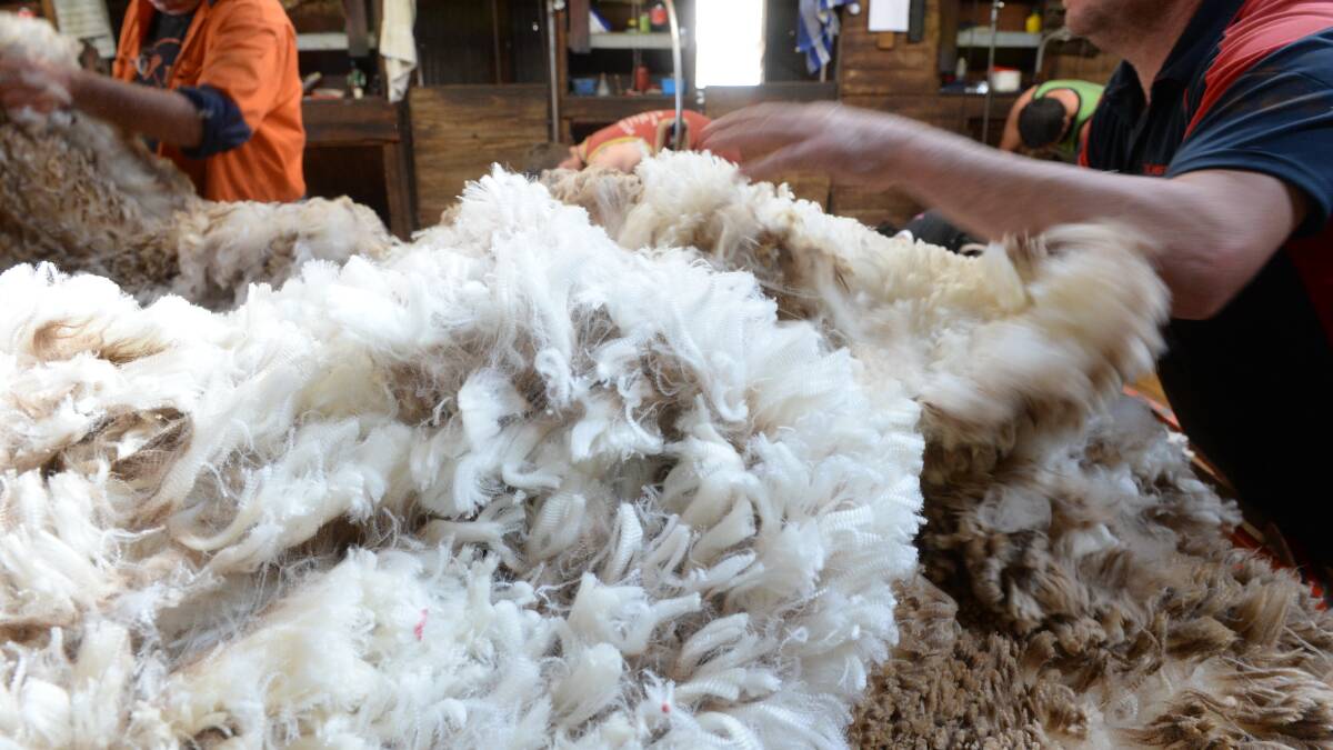Retention of clips and shortage of shearers sees decline in wool tested