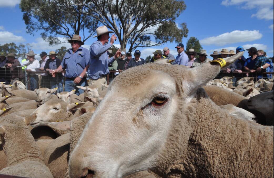 First-cross ewes prices level out with more predicted to hit the market
