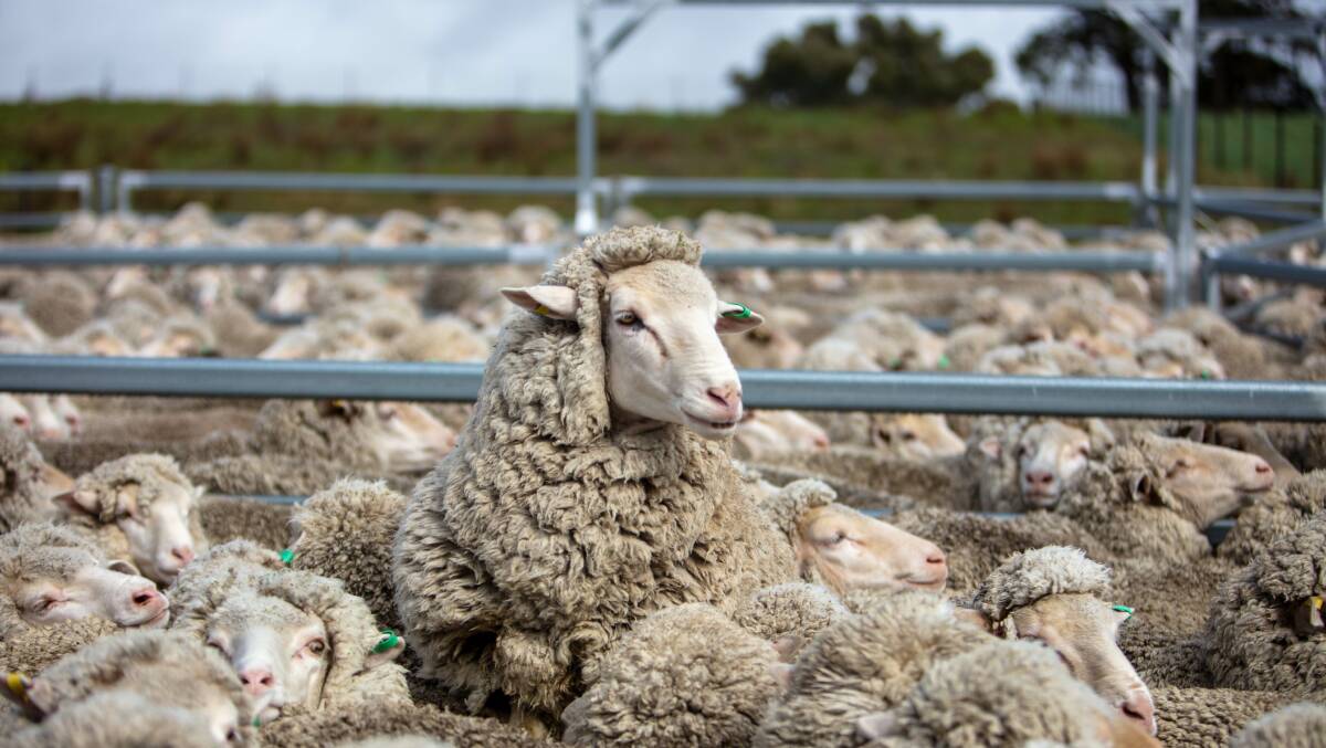 Analysts are tipping Merino to Merino joinings may be lower this year on the back of a struggling wool market. 
