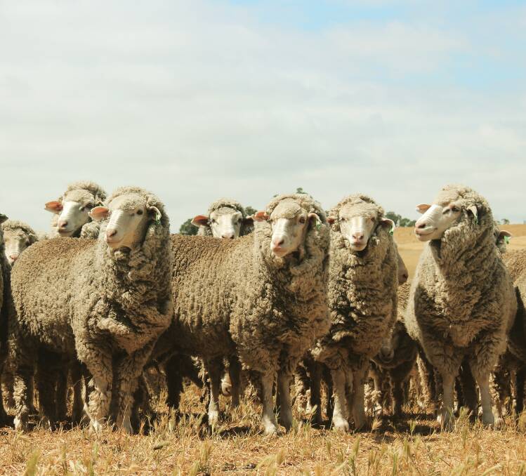 For the second consecutive quarter, Merinos made up less than 75pc of the total breeding flock of 41.8 million ewes.