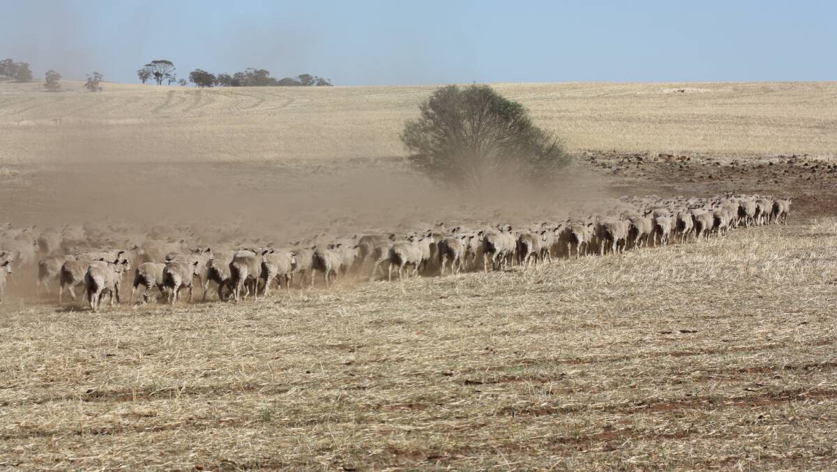 Weaners, pre-joining ewes and pregnant ewes can all benefit from grazing on stubbles for a period of time. 