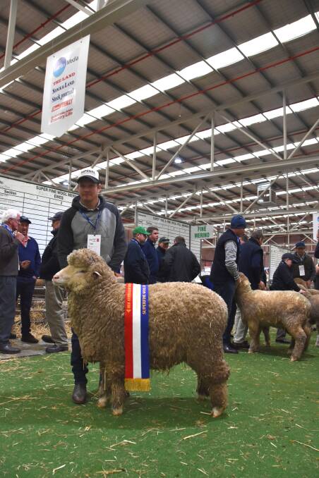 GRAND CHAMPION EWE: The grand champion superfine wool ewe was exhibited by Wurrook stud, Rokewood, Vic. 