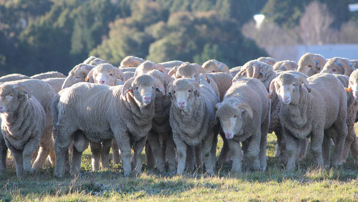 GROWING: Australia's sheep flock is in a significant rebuilding phase and is predicted to grow by 6.3pc to 68.1 million head. 