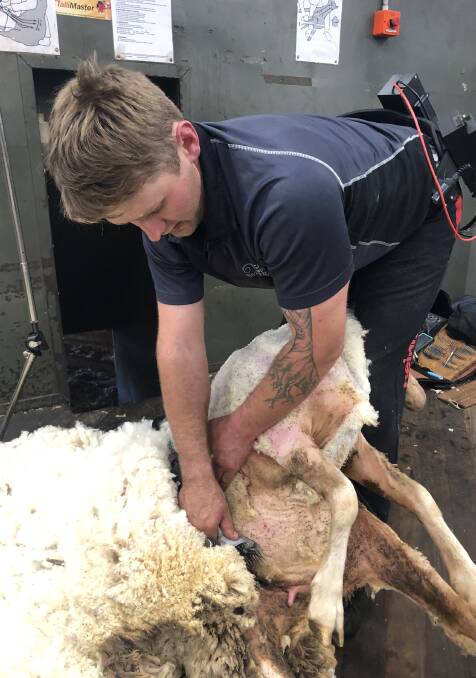 AWI shearer trainer Elliott Learmonth has given sheep a few blows with the new aluminium handpiece. The handpiece comes with a belt made out of wetsuit like material with a battery pack attached.