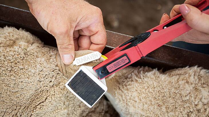Smart tags will allow both commercial and stud breeders to remotely monitor sheep in real time and from that make informed decisions to increase their enterprise's profitability. Image - AWI. 