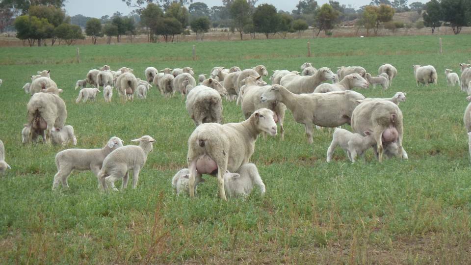 Internal parasites, flystrike and suppressed growth rates are just a few of the problems faced by sheep producers as the relentless wet weather continues. 