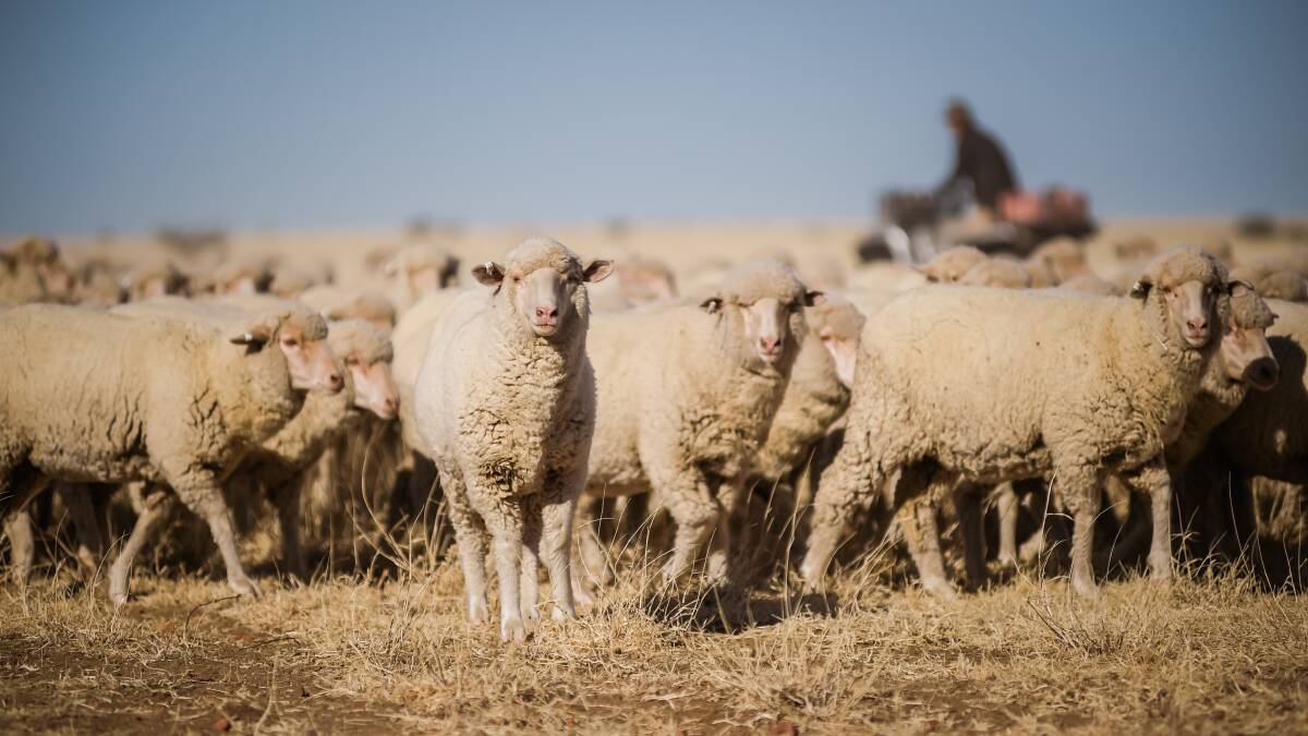 MOVING SLOWLY: Data from MLA's latest sheep survey revealed most of the growth in Australian ewe numbers are associated with non-Merino sheep. 