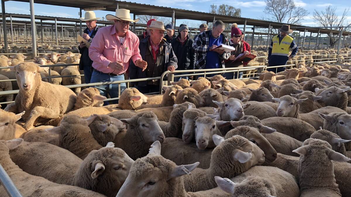 Influx of lambs at saleyards as wet weather causes backlog