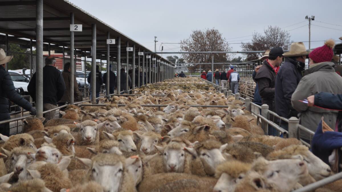 Wavering demand keeps lamb prices at bay