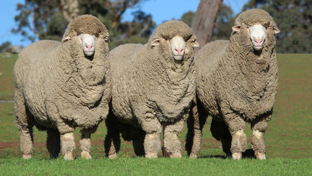 Three of the Rangeview stud's Poll Merino rams that will be put up for auction in the ASWS Merino ram sale on the Sunday. 