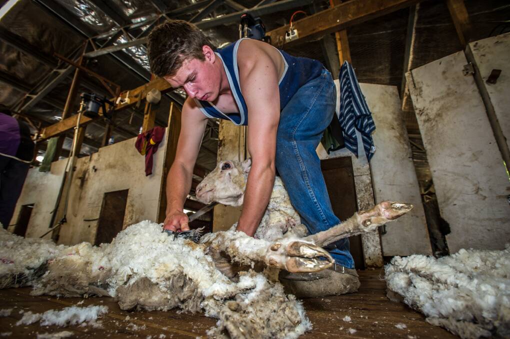MORE SHEARERS NEEDED TO BE CLICKING: Australia has a massive number of sheep that need to be put over the shearing board, immediately.