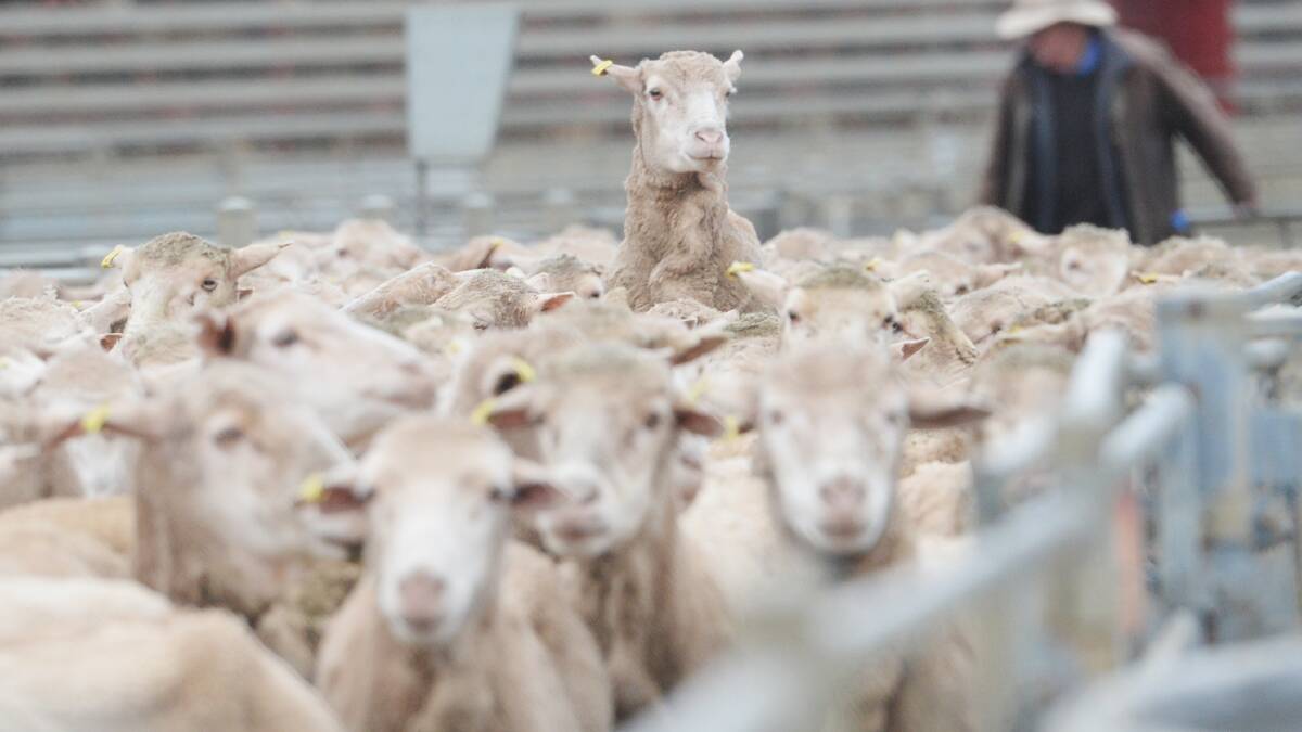 Lamb and mutton price gap closes in | Farm Online | ACT