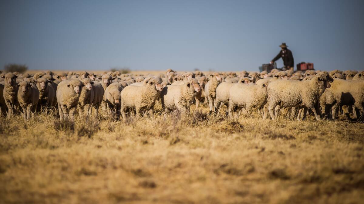 The national wool production forecast is now at the lowest it has been for 21 years. 