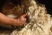 Crossbred wool drags its feet