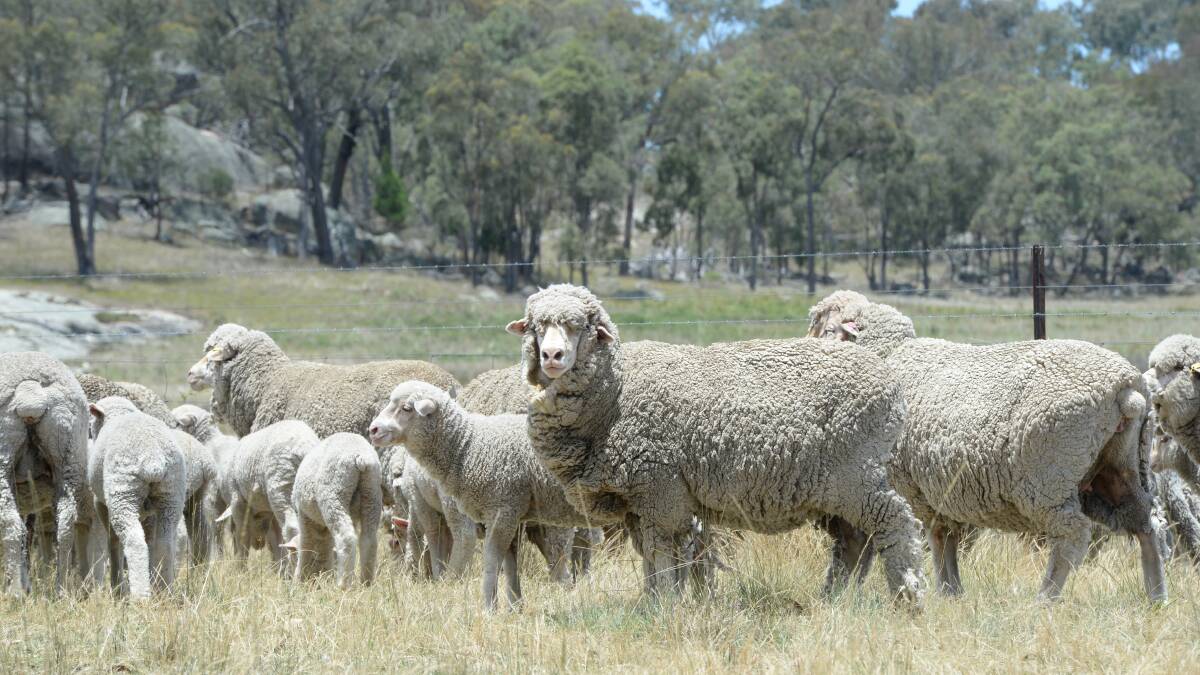 'Look before entering' rule for lambing ewes