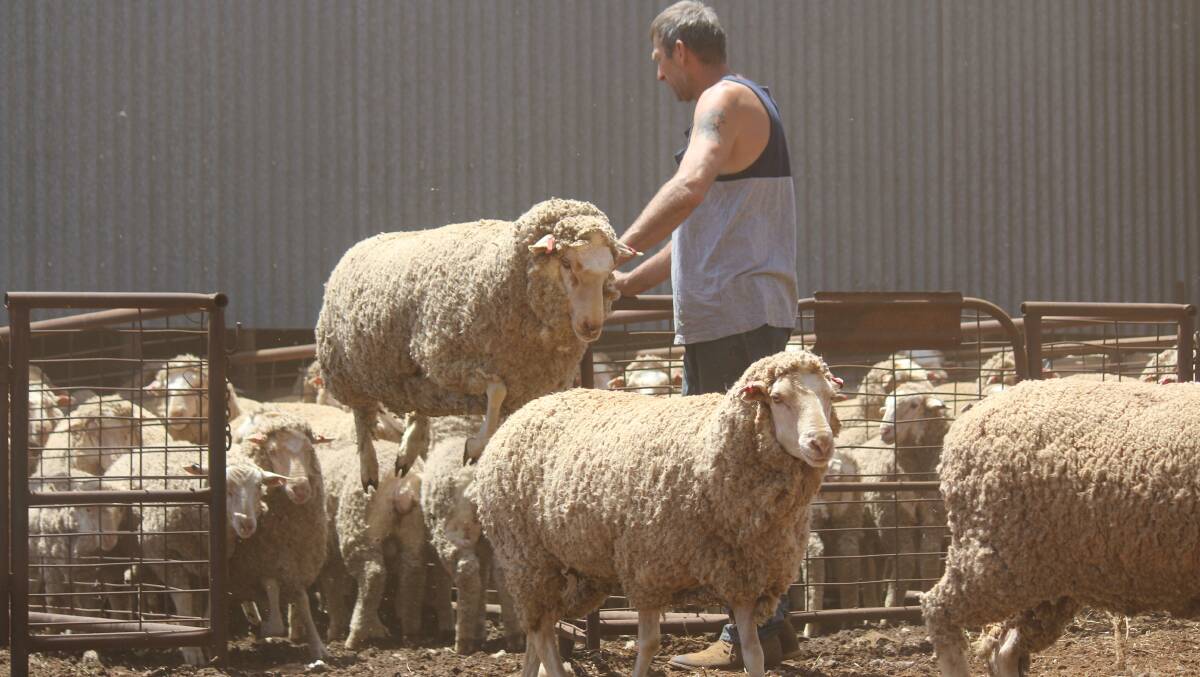 HOPE FOR A RISE: Have wool prices done enough in the last few months to persuade breeders to join Merinos to Merinos. 