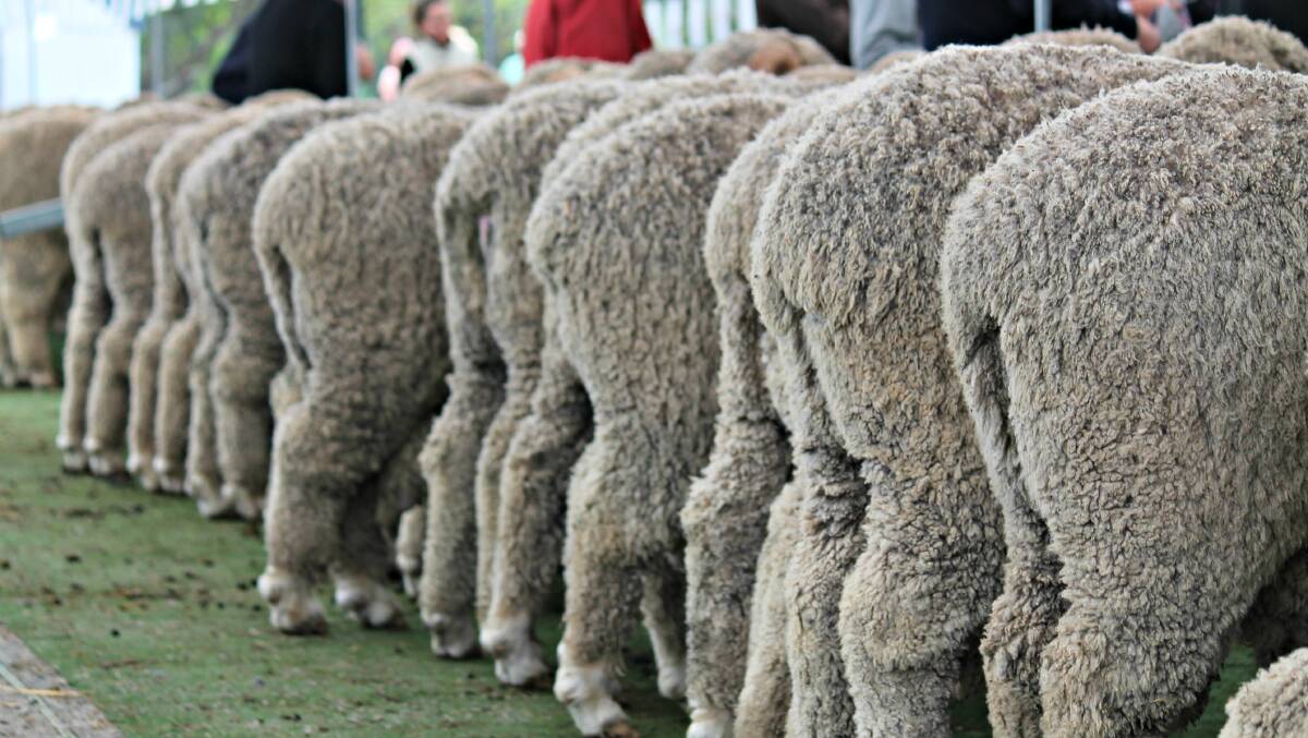 TIME TO HIGHTAIL IT: New Zealand have introduced a regulation where a person must not, by any method, remove the breech, tail skin folds, or tail skin wrinkles of a sheep. The changes will come into effect October 1 this year. 