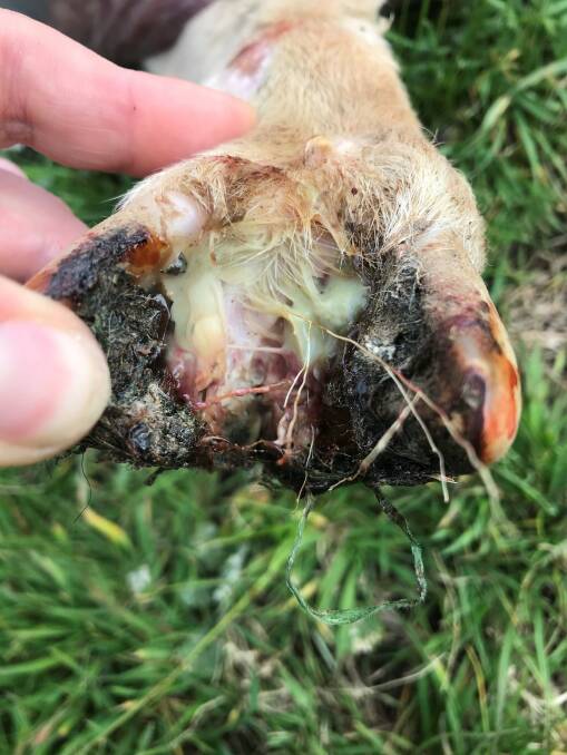 Foot abscess is more common in good seasons when stock are heavy, or in good condition, and are grazing in long, wet grass. Photo - Kristy Stone LLS Vet, Gundagai.
