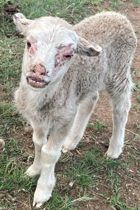 The impacts of photosensitisation on young lambs can be significant and at times fatal. Photo supplied by Jo Powells. 