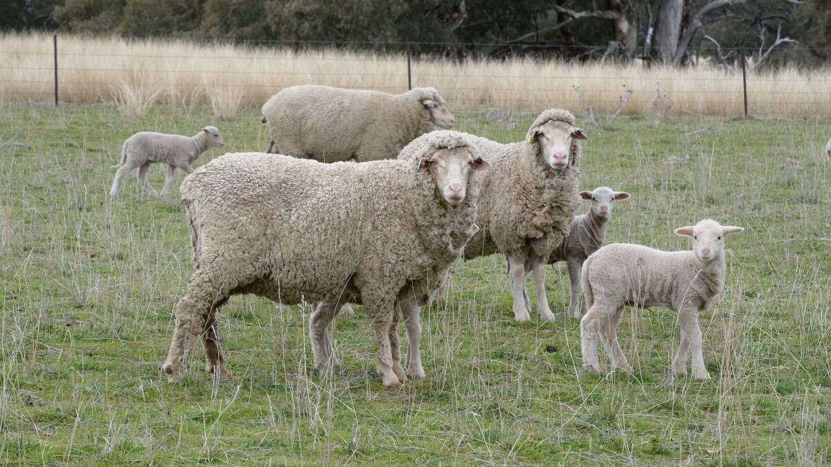 If a bacterial infection such as Campylobacter is identified, if possible, isolate the aborted ewes and spread sheep out.
