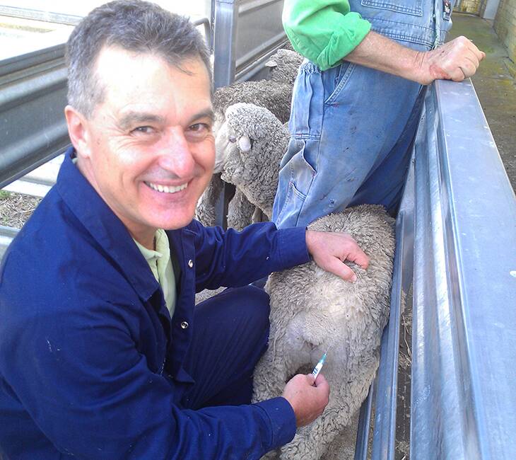 CSIRO senior scientist Tony Vuocolo has conducted over 45 trials in the lab in the last two years to measure the impact of the sheep response on larval growth in vitro. Photo: AWI
