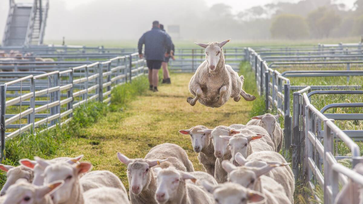 High, but not that high. Lamb prices predicted to vary state to state by the end of 2022. Photo by Jacqui Bateman. 