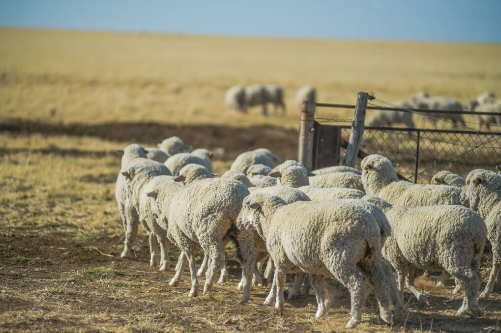 Exit of sheep from WA continues