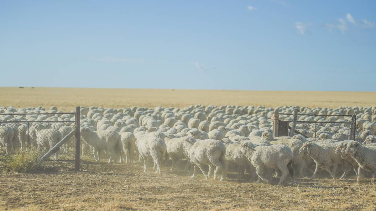 Analyst Matt Dalgleish said at the end of the day, what producers want is growth in the Merino, but not just in wool. 