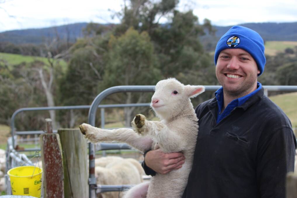 Sheep producers like Daniel Olsson have widely adopted the use of pain relief for mulesing and a newer trend toward taking those measures for castration and tail docking.