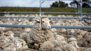 BACK IN: Analysts said price spreads between mutton and restocker lambs is a good indictor that ewes, or restocking Merino lambs, are going back into the flock.
