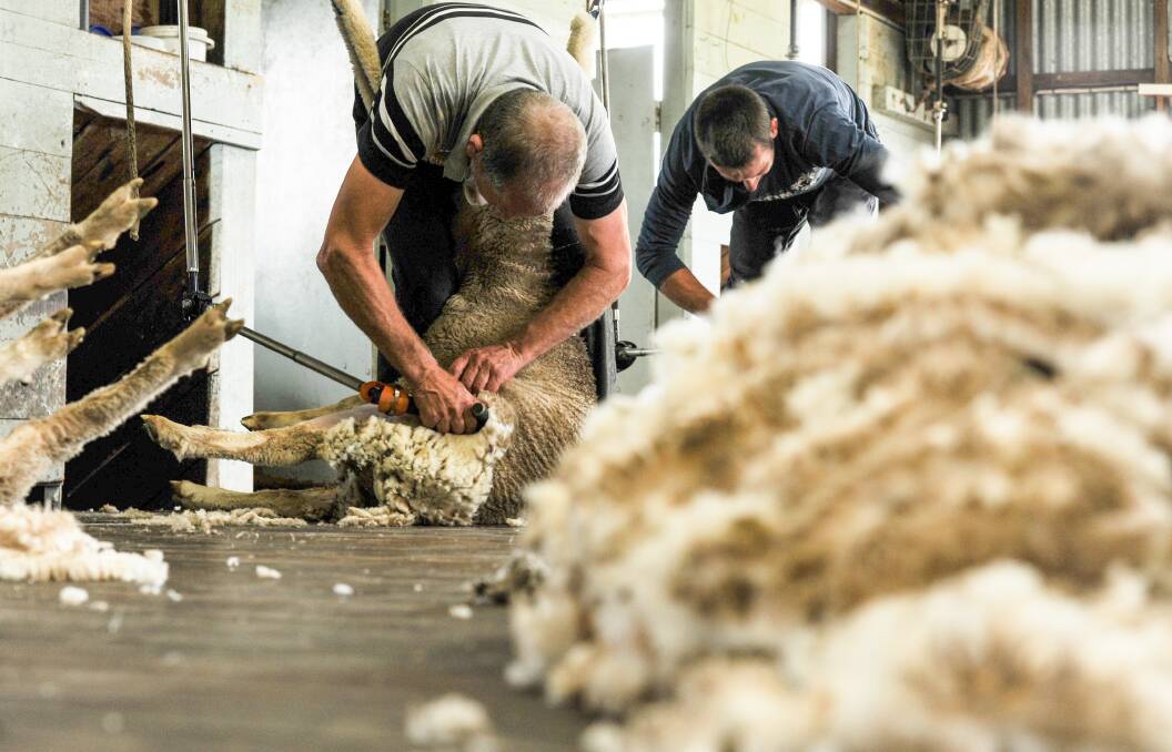 Finer wools continue their dominance in the market as supply remains short. Photo by Lucy Kinbacher.