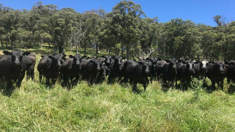 Regenerative grazing success has enabled Wilmot Cattle Company to secure a green loan to purchase more country and continue its good work.