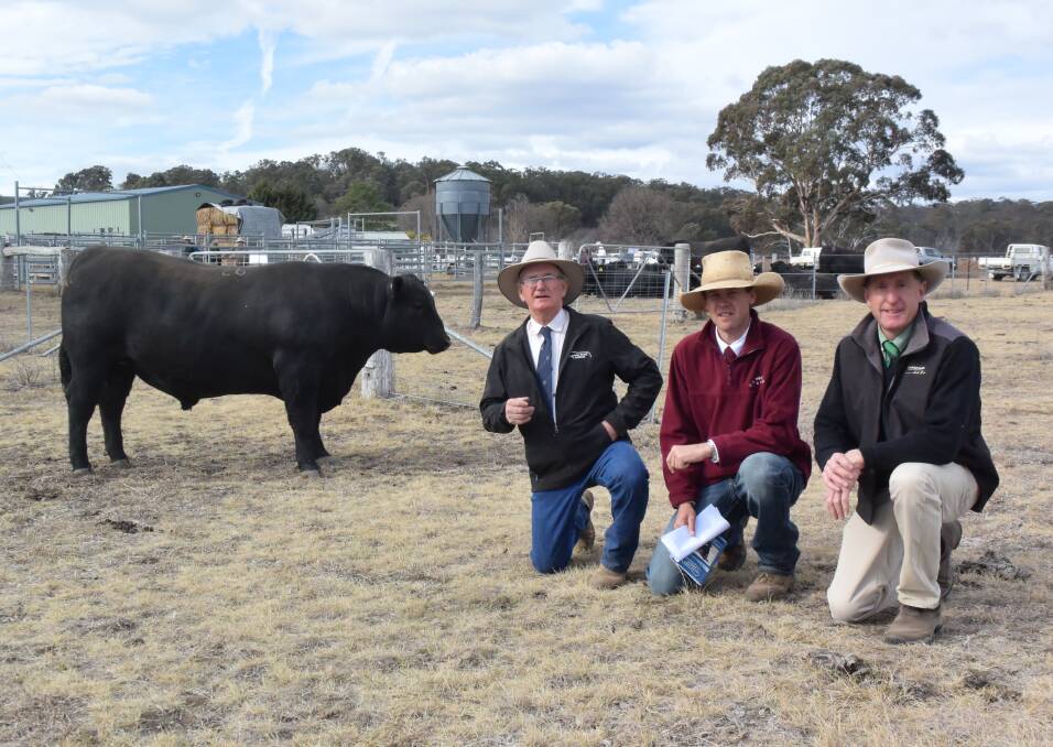 Sara Park 14N by Booroomooka Evident presented with the highest IMF of the draft at 7.5 per cent and topped Friday's Sara Park sale at $6500 going to Klerkness Pastoral, Bundarra. Pictured with the bull are stud principal Herb Duddy, livestock agent Robbie Bloch, CJ Squires Inverell, and Brad Newsome, Landmark Glen Innes.
