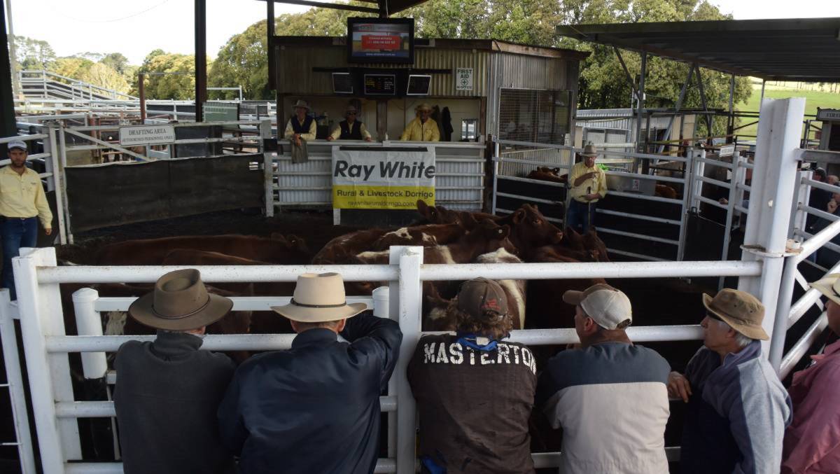 Saleyards at Dorrigo have enjoyed rising prices for cattle, with best prime cows selling for 300c/kg last Wednesday.