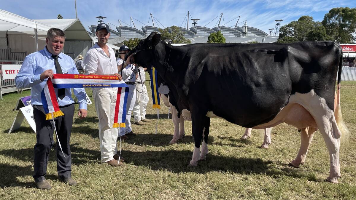 Senior champion Holstein female Smallridge Shadow Rainbow with judge Glen Gordon and handler Andrew Cullen during the Sydney Royal Dairy Cattle Show.