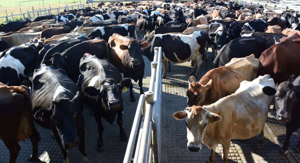 Friesian and Jersey cows wait to be milked outside the rotary dairy at Big River Milk near Grafton. 