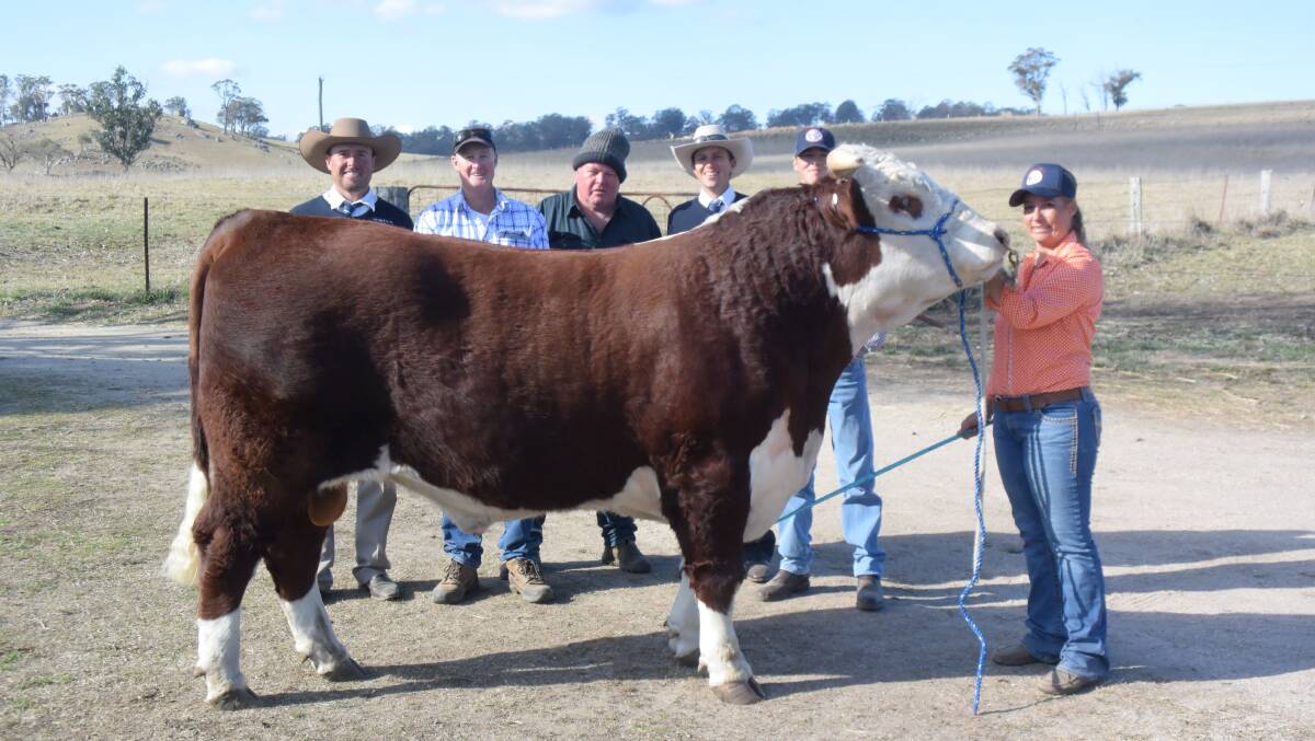 Top priced Amos-Vale bull for 2019, Amos-Vale Fairfield N028 by Devon Court Eclipse H190, was sold to repeat client Greg Gallagher, Red Range,pictured with Colin Say and Co auctioneer Shad Bailey, stud principal Mark Campion, Say and Co agent Steve Daley, Bradyn Campion and handler Casey Wieck.