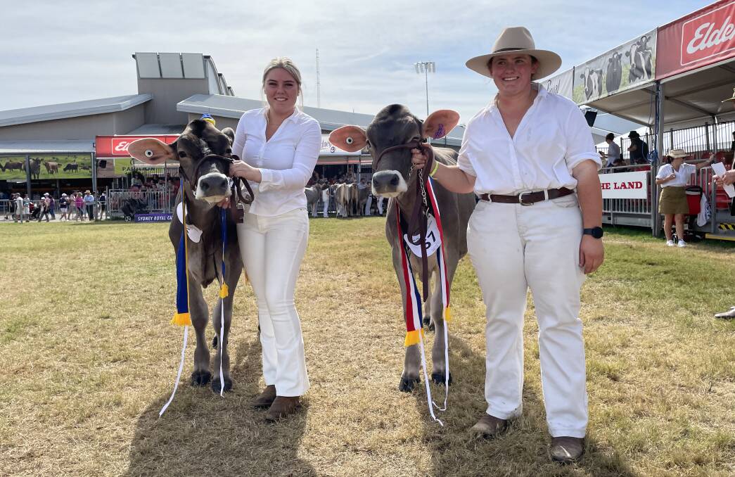 Junior and reserve champion female titles for the Brown Swiss breed with two paternal sisters, Werombi Vale Blooming Impact and Werombi Vale Beverly Nicole, both by Scherma Glenn Blooming, with handlers Blaize Freestone and Amy Hayter.