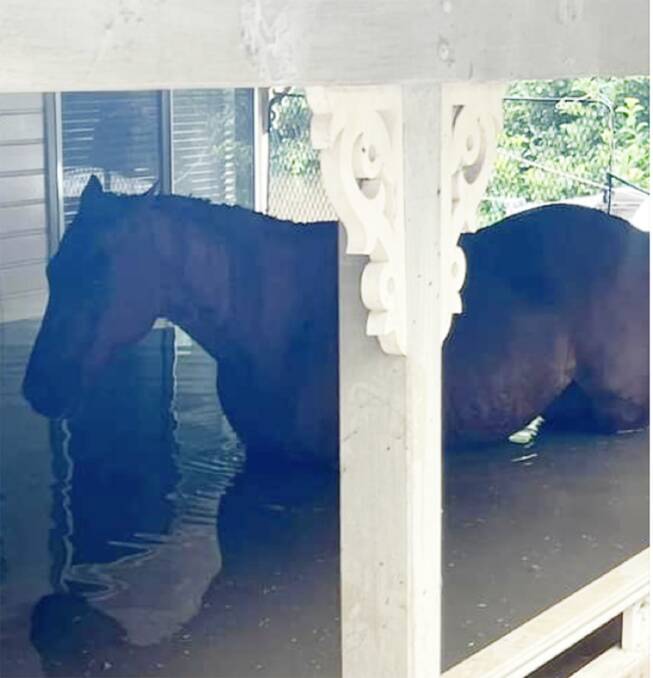 Retired race horse safe on a second storey verandah at Doonbah via Woodburn.
