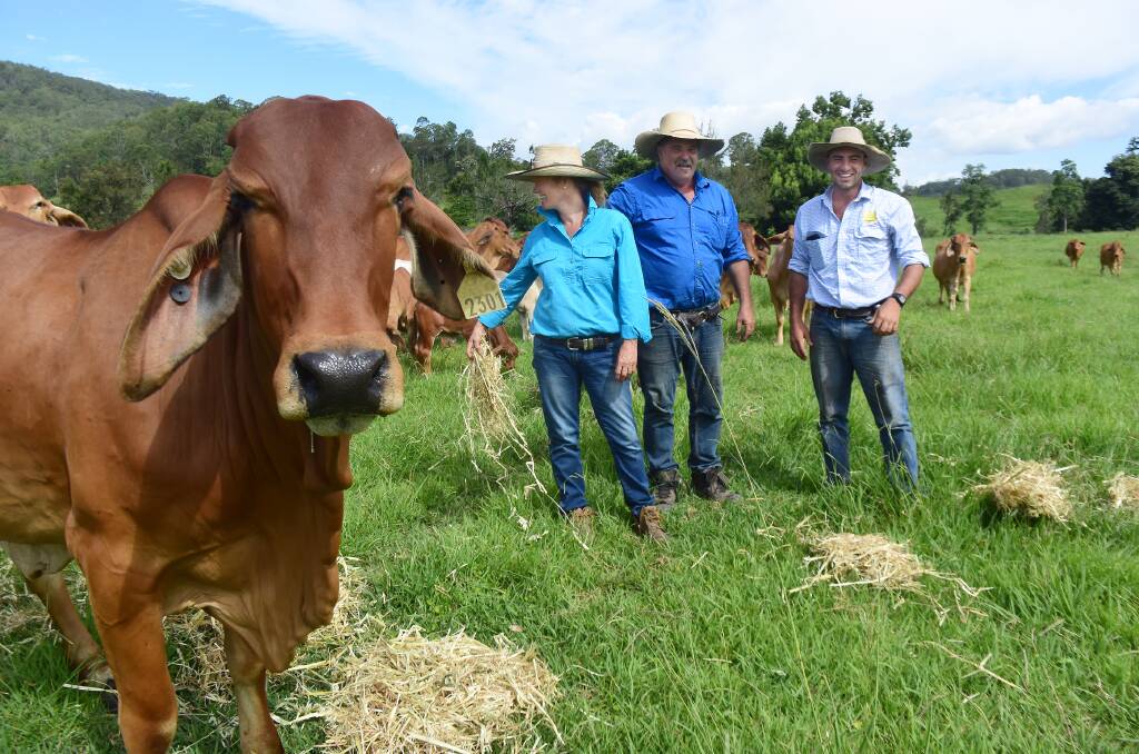 Kyogle Brahman breeders Jo and Grant Bulmer in a lush paddock at Back Creek with their agent Nick Fuller.