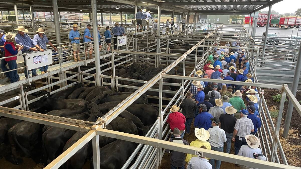 Feeder steers made to $3160 and heavy heifers to $2540 at Wodonga on Wednesday. Photo: Karen Bailey