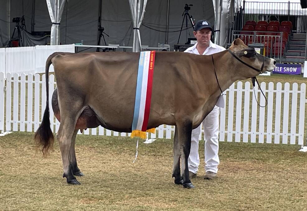 Intermediate dairy interbreed champion at this year's Sydney Royal went to the Jersey, Rivendell Gentry Toffee, with her handler Brad Gavenlock, Cherrylock Cattle Co, Tallygaroopna,Vic.