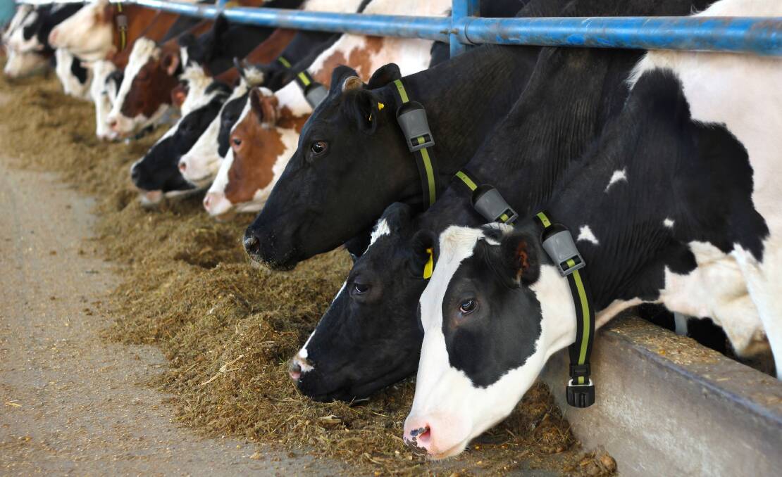 DAIRY CLEVER: The Semex Ai24 smart collars can identify sick cows one to three days sooner than a physical evaluation.