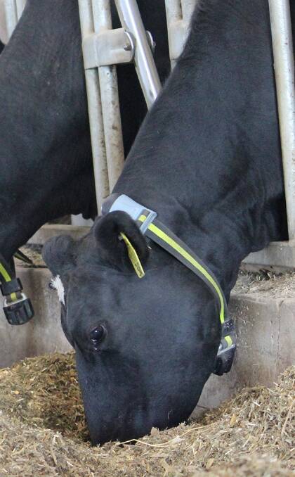 The collars can reduce cow stress by lowering lock-up times.