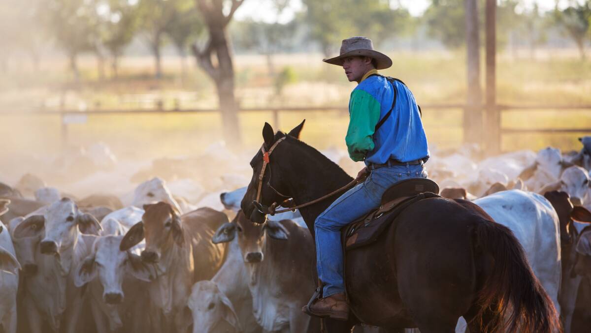A stockman at work on a Consolidated Pastoral Company property.